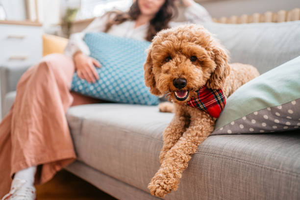 Mini Labradoodle