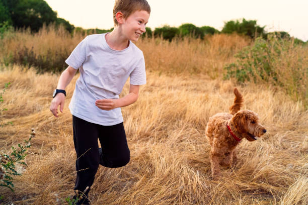 Mini Labradoodle