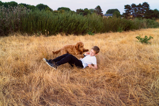 Mini Labradoodle