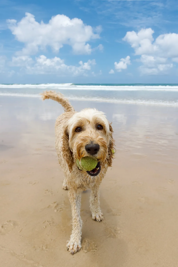 Australian Labradoodle