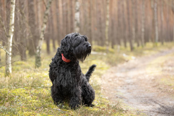 Giant Schnoodle