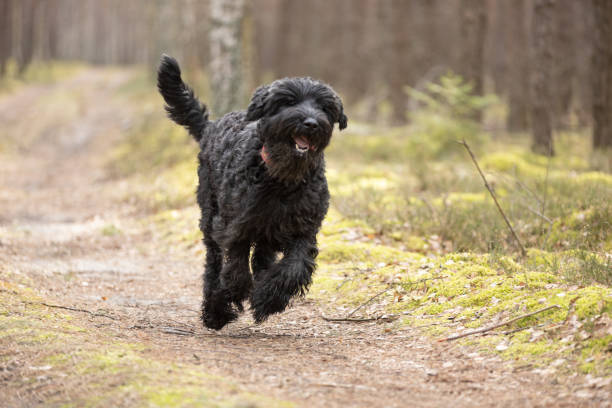 Giant Schnoodle