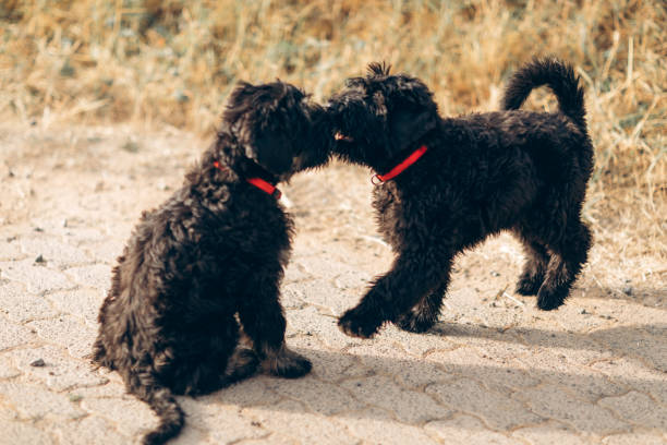 Giant Schnoodle