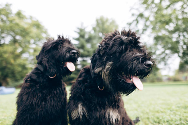 Giant Schnoodle