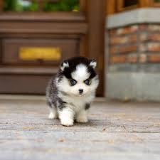 Teacup Pomsky