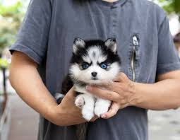 Teacup Pomsky