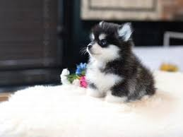 Teacup Pomsky