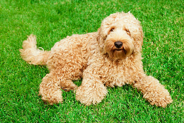 Australian Labradoodle