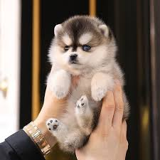 Teacup Pomsky