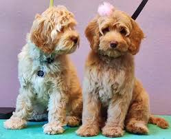 Australian Labradoodle