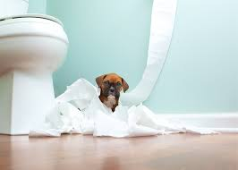 How to Potty Train Your Puppy