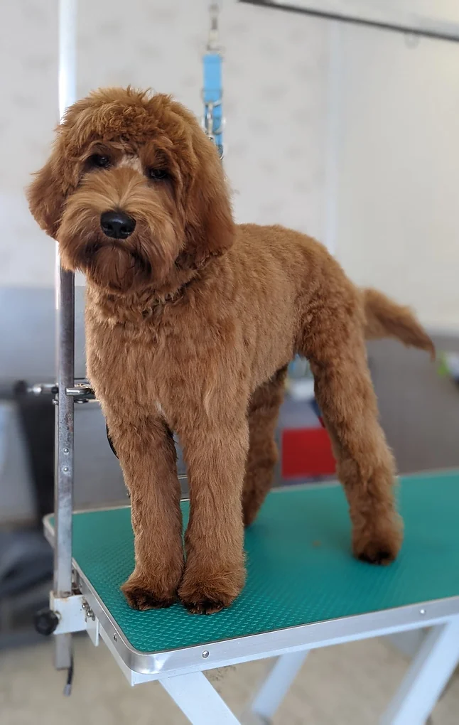 Australian Labradoodle