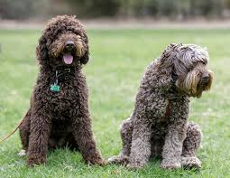 Australian Labradoodle