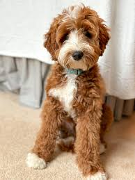 Australian Labradoodle