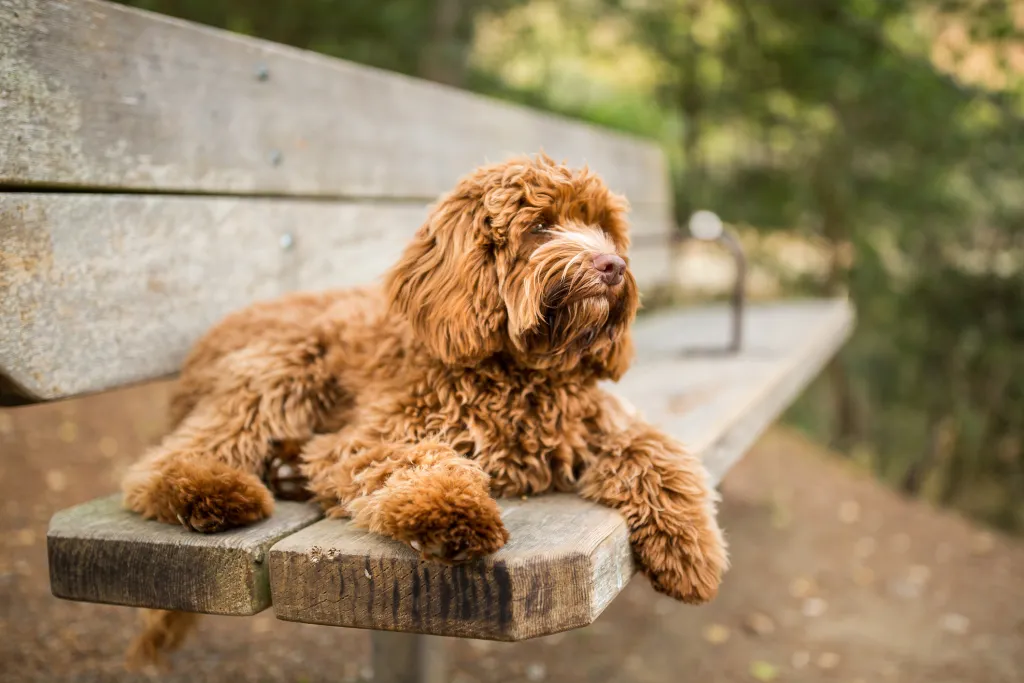 Labradoodle vs Goldendoodle
