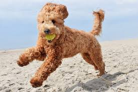 Labradoodle Vs Goldendoodle