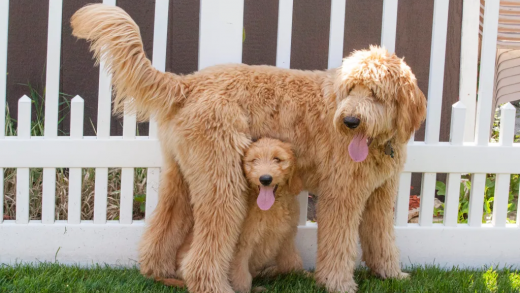 Australian Labradoodle