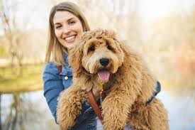 Labradoodle Vs Goldendoodle