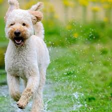 Labradoodle Vs Goldendoodle