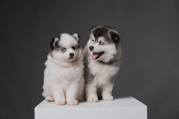 Pomsky