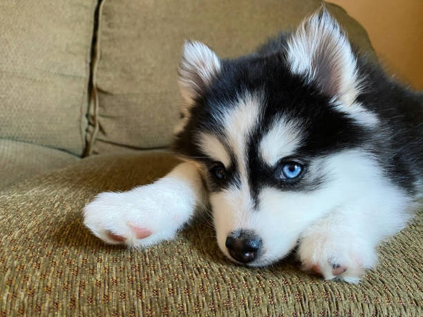 Pomsky