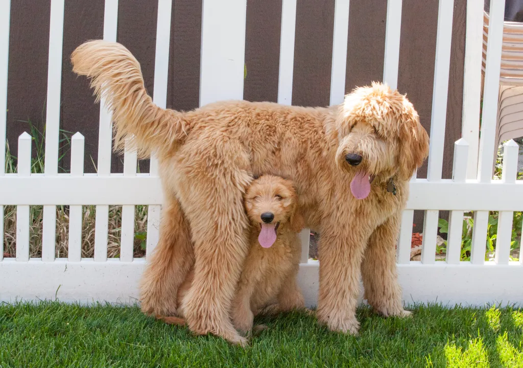 Labradoodle vs Goldendoodle