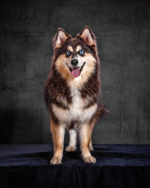 Pomsky