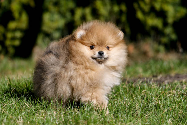 Teacup Pomsky