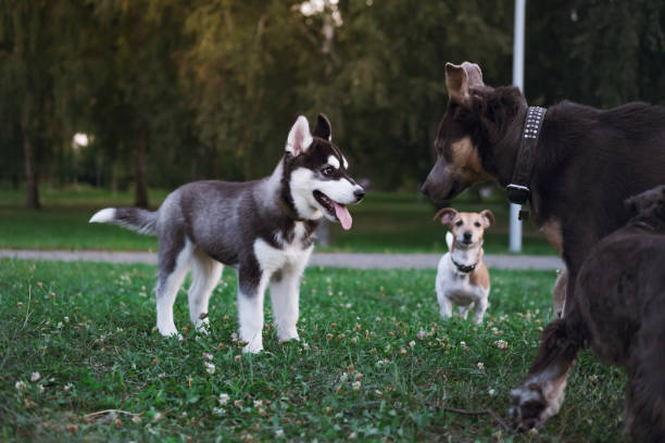 Socializing Your Puppy