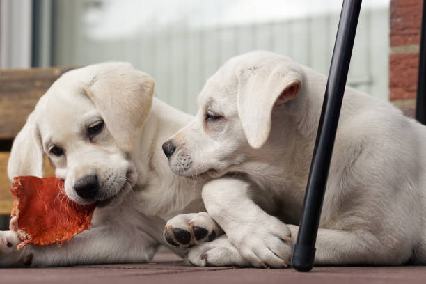 Socializing Your Puppy