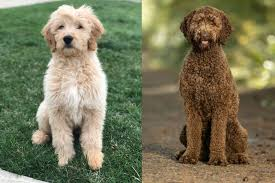 Labradoodle vs Goldendoodle