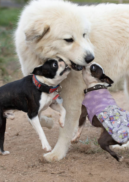 Socializing Your Puppy