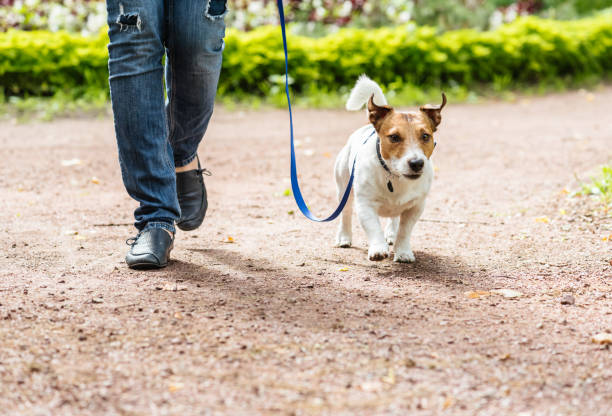 Socializing Your Puppy