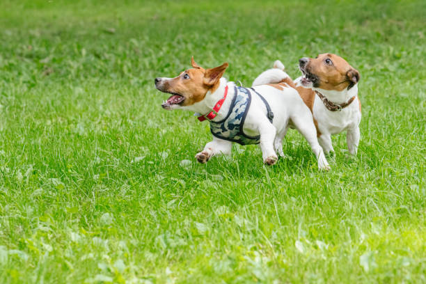 Socializing Your Puppy