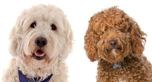 Labradoodle vs Goldendoodle