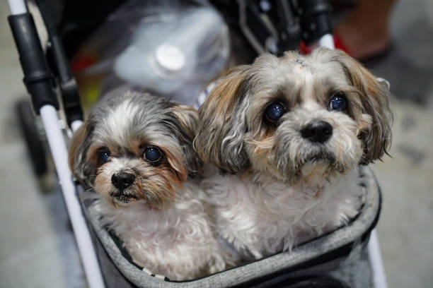 Schnoodles