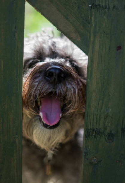 Schnoodles