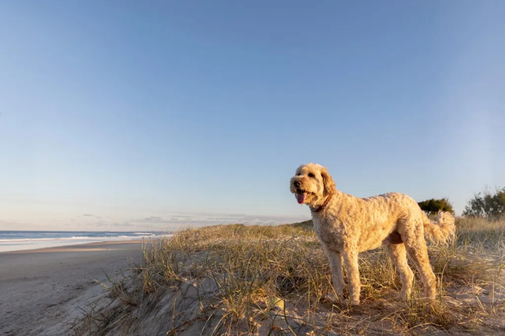 Australian Labradoodle