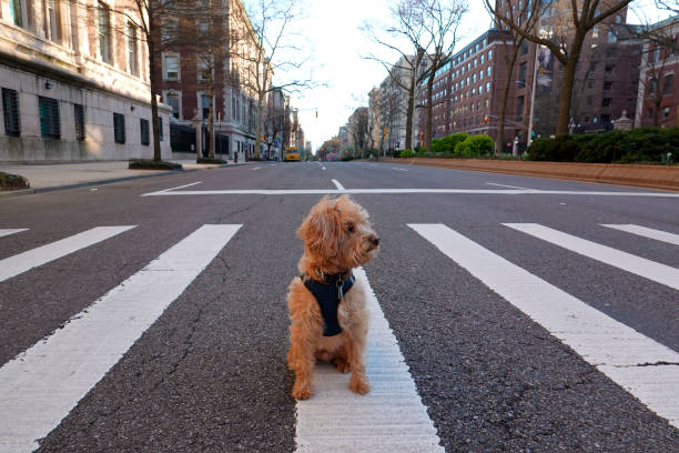 Schnoodles