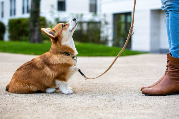 Teaching Your Dog Basic Commands