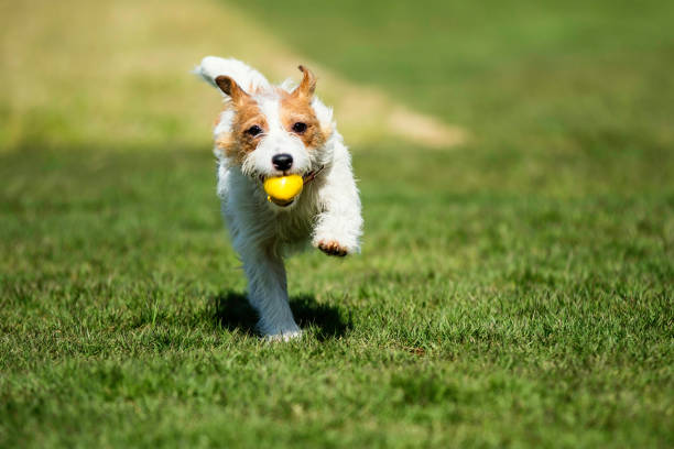 Teaching Your Dog Basic Commands