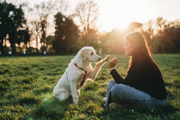 Teaching Your Dog Basic Commands