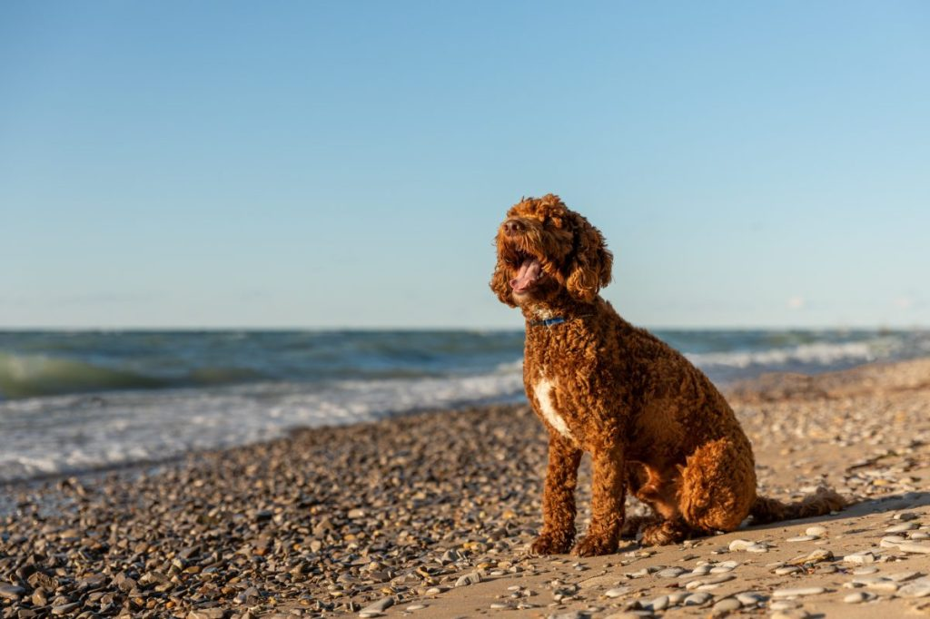 Australian Labradoodle