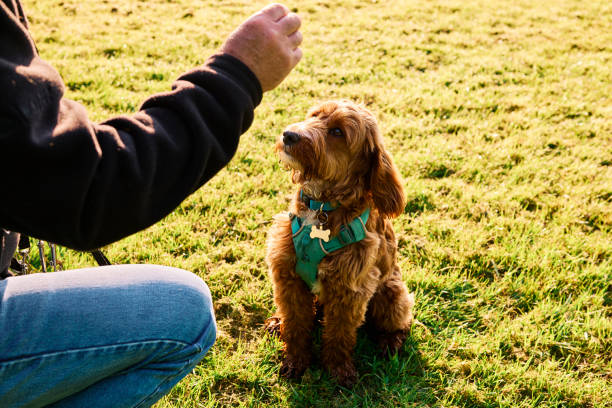 Teaching Your Dog Basic Commands