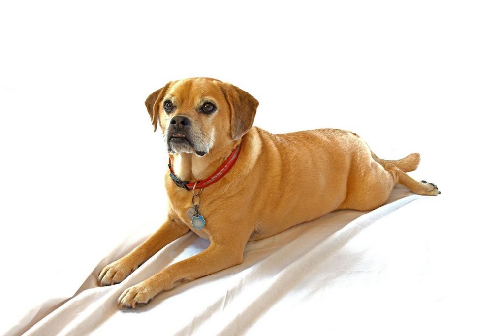 Puggle