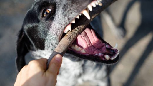 Dog's Dental