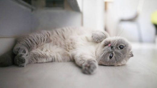 Scottish Fold