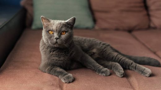 British Shorthair