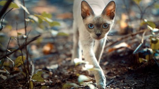 Devon Rex