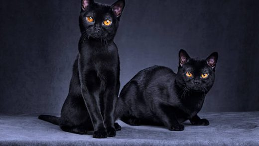 Bombay Cat